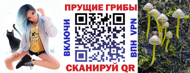shop состав  ОМГ ОМГ вход  Киржач  Псилоцибиновые грибы Cubensis 